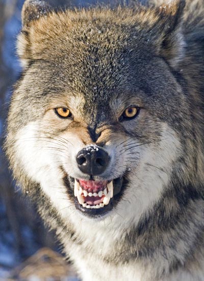 http://www.bluecanyonproductions.com/images/WITHERING-wolf-bearing-teeth.jpg